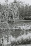 F1410013 (F11, S30, green filter)