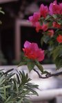 img039 (2400dpi)