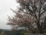 IMG_1356