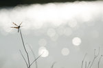 _MG_5267