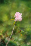 030small