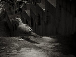 DSCF1774bwsmall