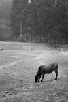IMG_2682BWSMALL