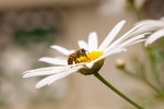 IMG_7102small