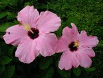 IMGP2842