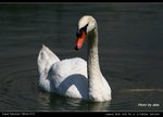 IMG_2096_nEO_IMG