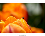IMG_5858P