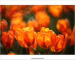 IMG_5863P