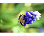 IMG_5990P