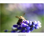 IMG_6027P