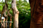 nEO_IMG_IMG_4333