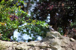 nEO_IMG_IMG_7284