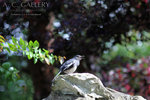 nEO_IMG_IMG_7286