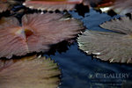 nEO_IMG_IMG_7386