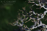 nEO_IMG_IMG_7423