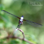 IMG_1667a_nEO_IMG