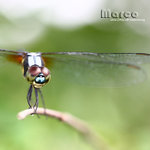 IMG_1677a_nEO_IMG