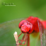IMG_1837a_nEO_IMG