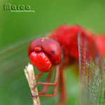 IMG_1855a_nEO_IMG