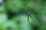 nEO_IMG_IMG_6251