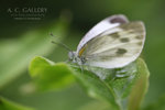 nEO_IMG_IMG_6436