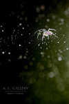 nEO_IMG_IMG_6542aa