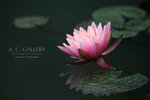 nEO_IMG_IMG_6687