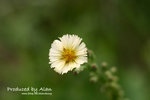 IMG_1799_nEO_IMG