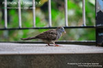 nEO_IMG_IMG_4148