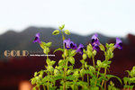 Gold_Coast_7