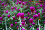 IMG_0450_nEO_IMG