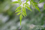 IMG_0555_nEO_IMG