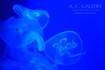 nEO_IMG_IMG_9327