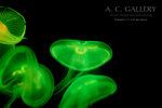 nEO_IMG_IMG_9334