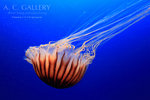 nEO_IMG_IMG_9388