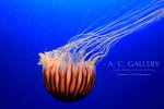 nEO_IMG_IMG_9392