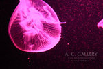 nEO_IMG_IMG_9415