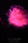 nEO_IMG_IMG_9441