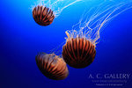 nEO_IMG_IMG_9488