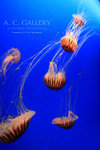 nEO_IMG_IMG_9495