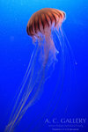 nEO_IMG_IMG_9519