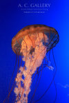 nEO_IMG_IMG_9533
