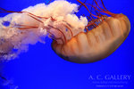 nEO_IMG_IMG_9541