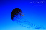 nEO_IMG_IMG_9555