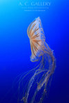 nEO_IMG_IMG_9594