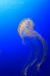 nEO_IMG_IMG_9598