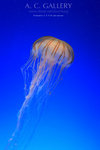 nEO_IMG_IMG_9627
