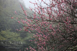 nEO_IMG_IMG_7122