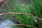 nEO_IMG_IMG_7226