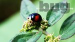 Lady Bug11